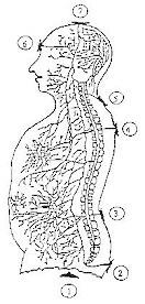 the seven main chakras